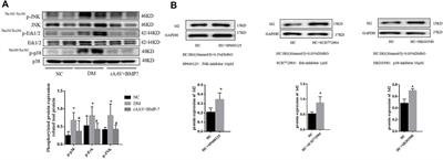 BMP-7 Upregulates Id2 Through the MAPK Signaling Pathway to Improve Diabetic Tubulointerstitial Fibrosis and the Intervention of Oxymatrine